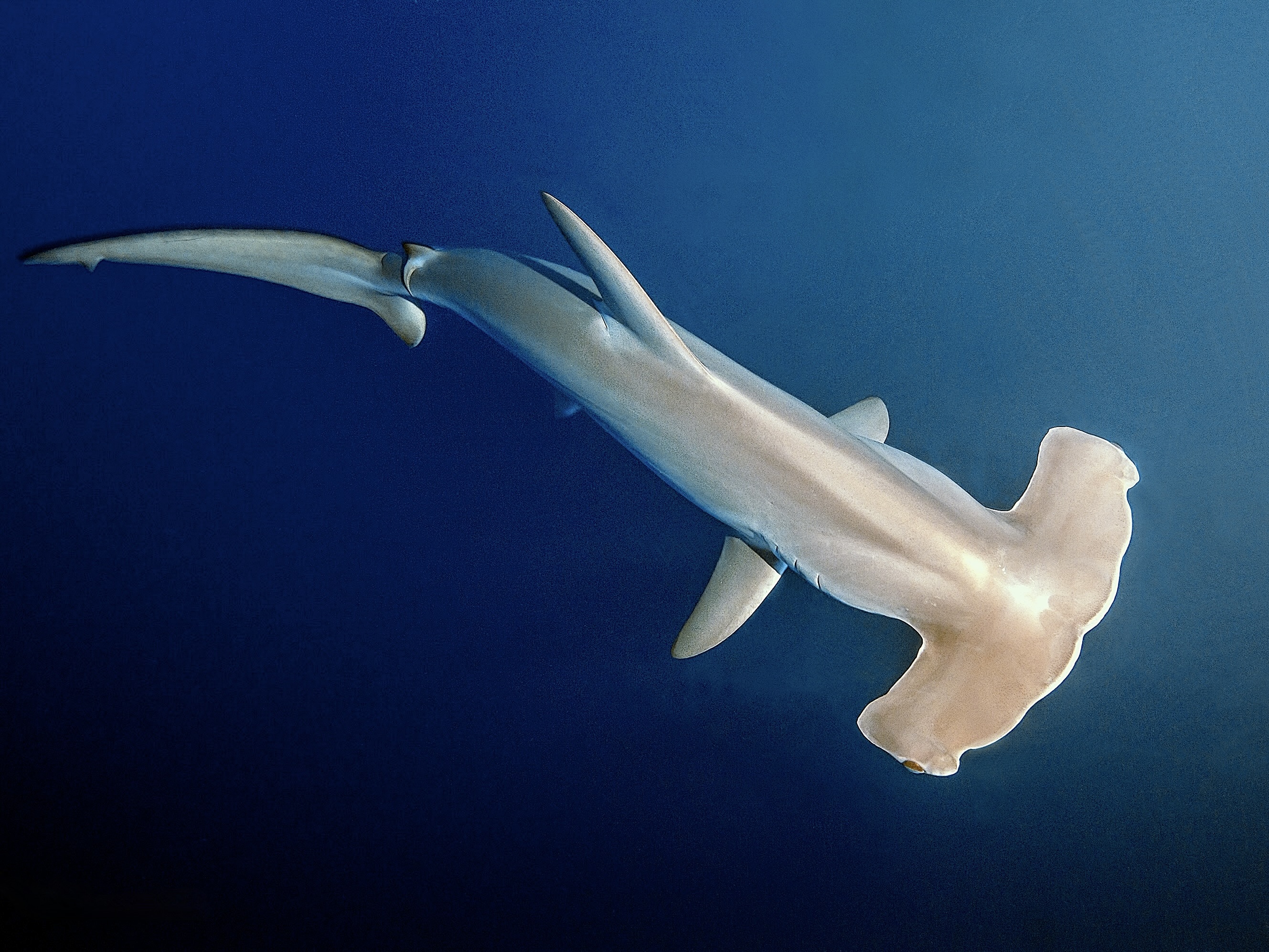 Hammerhead shark
