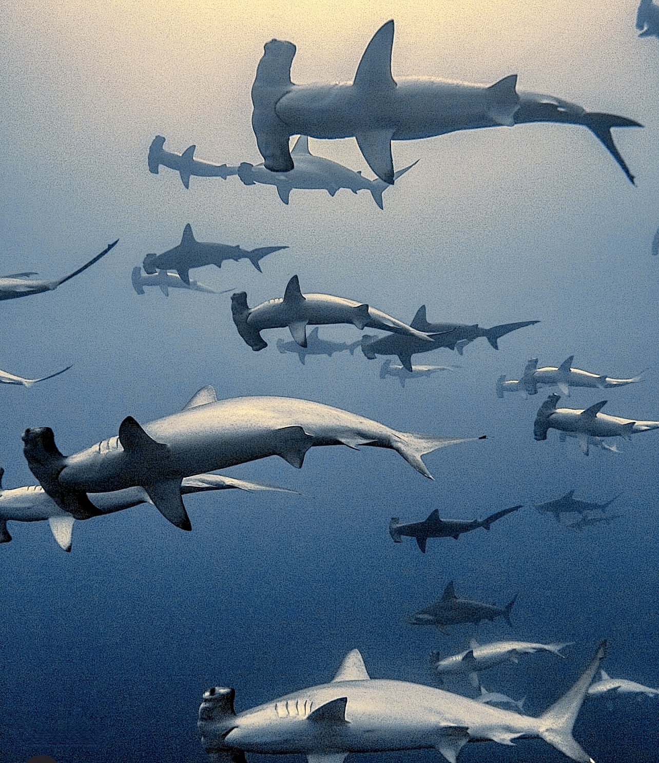 Hammerhead sharks