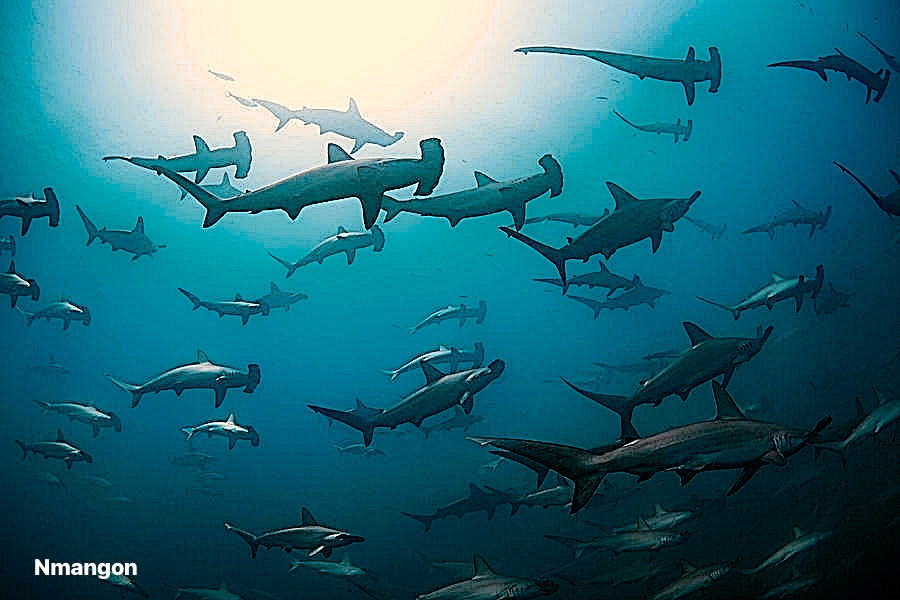 Hammerhead shark